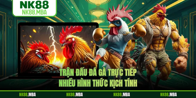 Trận đấu đá gà trực tiếp nhiều hình thức kịch tính